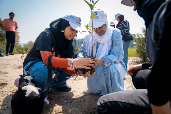 Ajman University Resumes the Mangrove Planting Initiative in Collaboration with Al Zorah Golf Club and Quest for Adventure
