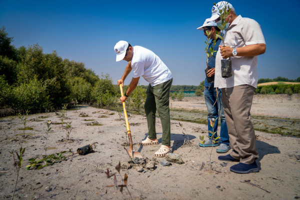 Ajman University Resumes the Mangrove Planting Initiative in Collaboration with Al Zorah Golf Club and Quest for Adventure