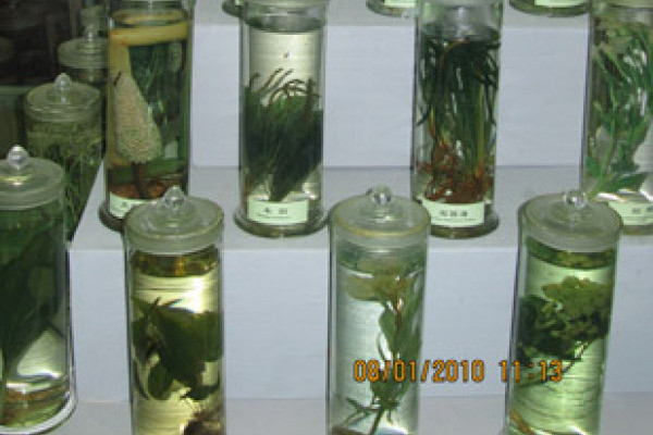 فريق الطب التكميلي لجامعة عجمان يتفق مع جامعة بكين للطب الصيني على إطلاق مشروعات بحث علمية في الطب التكميلي 