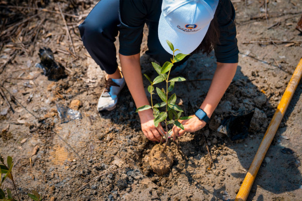 Ajman University Resumes the Mangrove Planting Initiative in Collaboration with Al Zorah Golf Club and Quest for Adventure