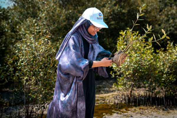 Ajman University Resumes the Mangrove Planting Initiative in Collaboration with Al Zorah Golf Club and Quest for Adventure