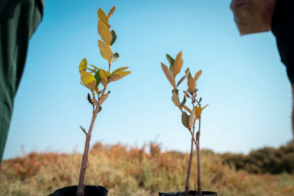 Ajman University Contributes Towards Planting of 10,000 Mangrove Trees on World Environment Day