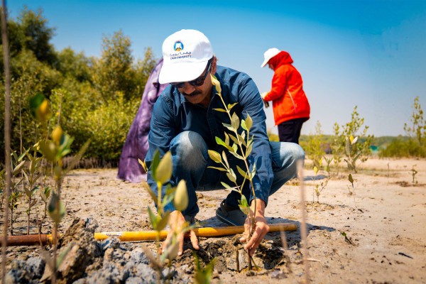 Ajman University Resumes the Mangrove Planting Initiative in Collaboration with Al Zorah Golf Club and Quest for Adventure