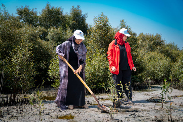 Ajman University Resumes the Mangrove Planting Initiative in Collaboration with Al Zorah Golf Club and Quest for Adventure