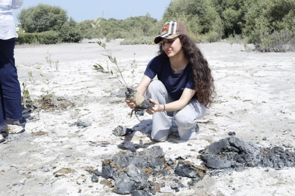 Ajman University Resumes the Mangrove Planting Initiative in Collaboration with Al Zorah Golf Club and Quest for Adventure